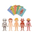 Puzzle Cuerpo humano - Apli